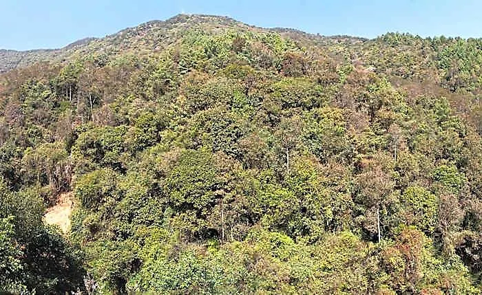 Jungle Mahal Wellness Hotel